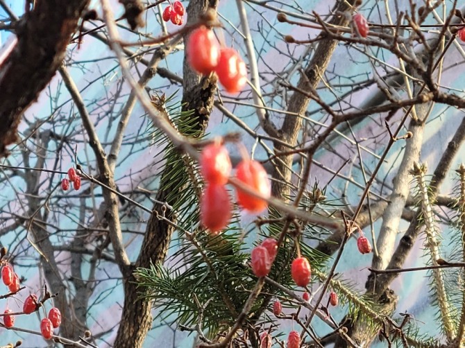 산수유 열매