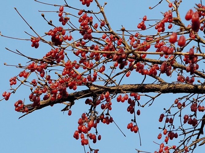 산수유