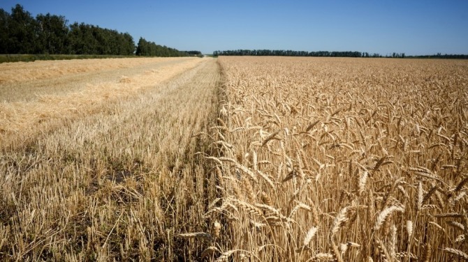 올해 러시아의 곡물 수출이 지난해에 비해 최대 20% 늘어날 것으로 전망된 가운데 밀 수출이 최대 수출 곡물인 것으로 나타났다. 사진=러시아투데이