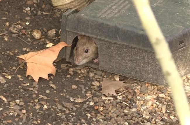 영국 런던 주민들이 코로나 사태로 인한 락 다운(도시 봉쇄) 장기화 후폭풍으로 급속하게 늘고 있는 쥐 때문에 몸살을 앓고 있다.