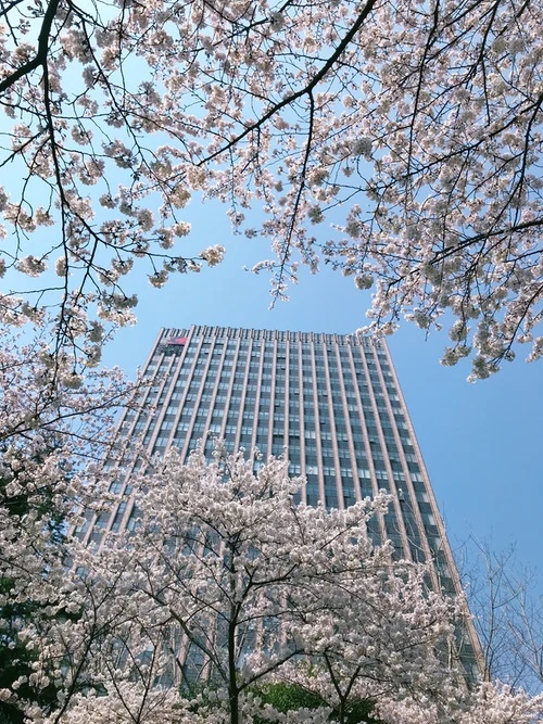 아고다가 봄을 맞아 아시아 대표 벚꽃 명소를 소개한다. 사진=아고다