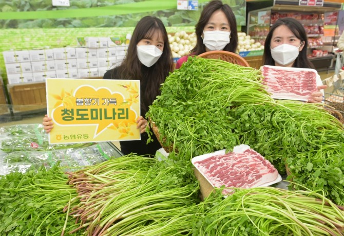 하나로마트 양재점은 청도 미나리를 첫 출하했다. 사진=농협유통