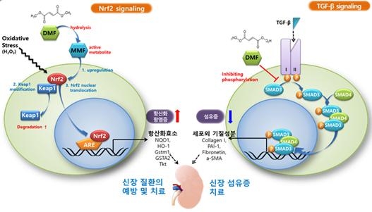 큐라클이 당뇨병성 신증 치료제 'CU01-1001'의 2a상 임상시험에서 유효성과 안전성을 입증했다. 사진=큐라클