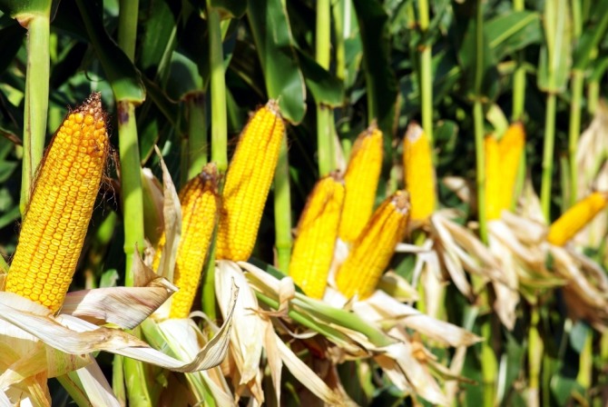 미국 곡물시장에서 옥수수 가격 상승세가 가파르다. 사진=글로벌이코노믹DB