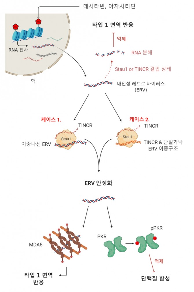 DNA 탈메틸화제를 이용한 화학 항암요법 메커니즘 모식도. 사진=KAIST