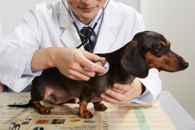 반려동물 헬스케어 시장이 빠르게 성장하고 있다. 사진=클립아트코리아