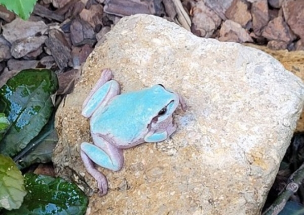 8일 전남 담양군 한 펜션에서 발견된 하늘색 피부를 가진 '알비노(백색증) 개구리'의 모습. 사진=연합뉴스