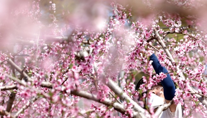 화창한 봄 날씨를 보인 9일 세종시 조치원읍에 있는 복숭아 재배 농가에서 농부가 붉게 만개한 복사꽃을 살펴보고 있다. 사진=뉴시스