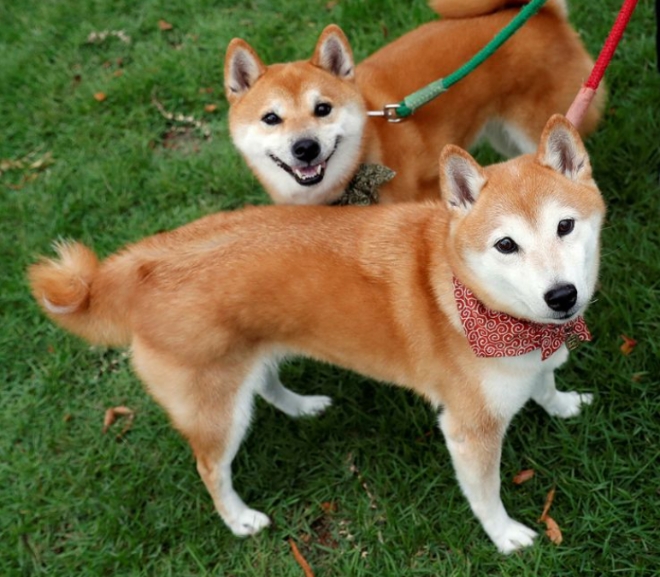 일본 중부지역의 도요타에서 야외를 산책하는 시바견(Shiba Inu)         사진=로이터