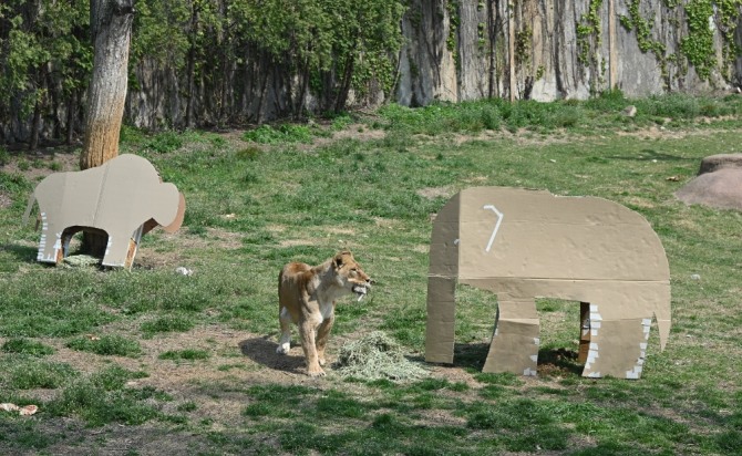 서울대공원에 있는 동물들이 LG전자 가전제품의 포장 박스로 만든 놀이도구를 가지고 놀고 있다.사진=LG전자