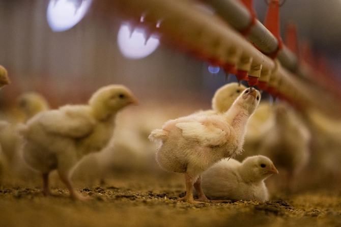 인도네시아는 닭고기의 대체 공급처를 물색 중인 싱가포르에 닭고기 수출을 협의 중인 것으로 알려졌다. 사진=로이터
