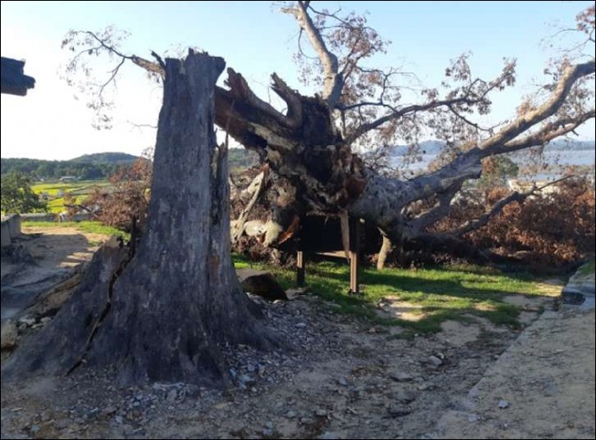 2019년 8월 링링 태풍으로 강화군 연미정 500여년 된 느티나무가 쓰러졌다.
