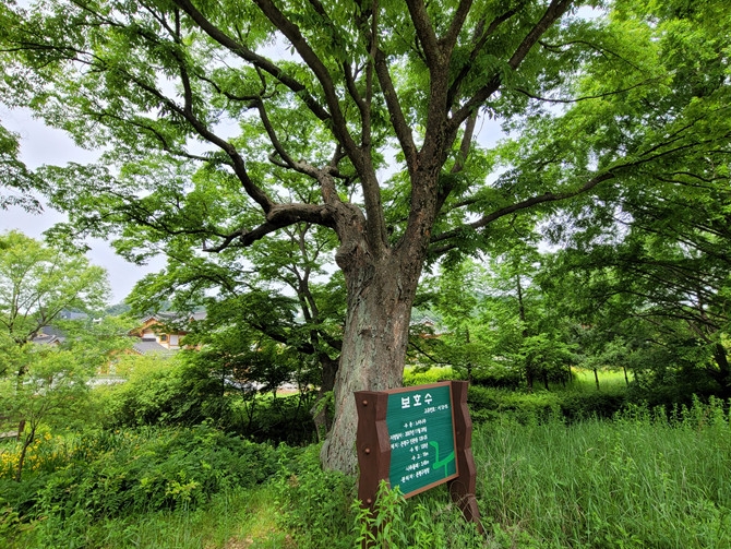 은평 한옥마을 8경 가운데 하나인 수령 220년의 보호수 모습. (사진=최환금 전문기자)