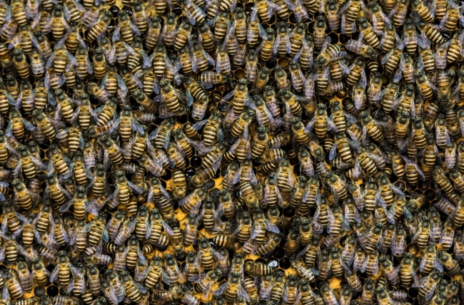 중국이 암호 화폐 규제를 강화하고 있는 가운데 파일코인과 치아코인 신봉자들이 대거 스웜(Swarm)의 비 메인넷(Bee mainnet)으로 이동하고 있다.
