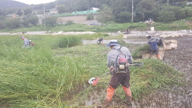 예초기로 갯끈풀을 제거하면 주변에 잔재들이 흩어져 바닷물 밀물,썰물 때 부유물들이 떠내려가면서 인근 김양식장으로 유입된다. 시공업체 관계자는 갯끈풀이 아니고 갈대라며 어업인들과 분쟁이 있다.