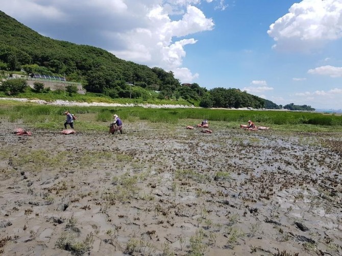 갯끈풀을 예초기로 제거후 뒷쪽에서 흩어진 부유물을 주워 담지만 완벽하지가 못해 잔재들은 바닷물로 떠내려간다. 발주한 해양수산부와, 원청인 해양환경공단, 시공업체는 작업환경을 모르고 있을까