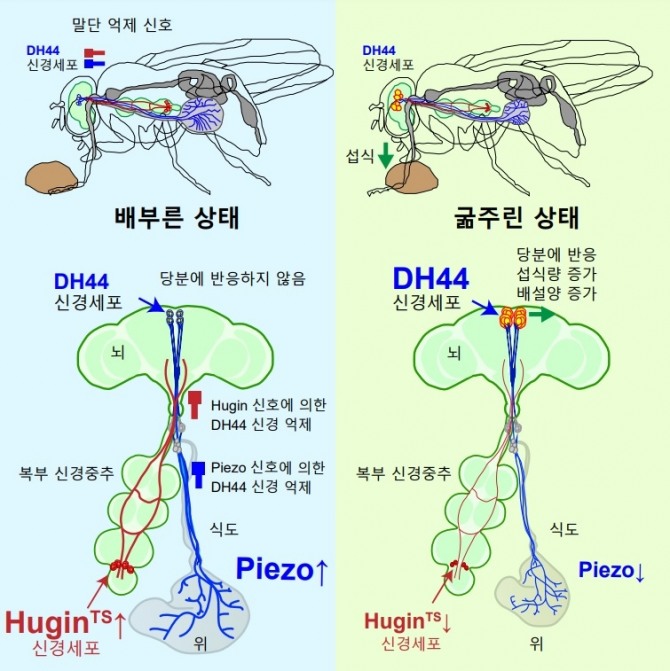 초파리의 DH44 신경세포의 두 가지 억제신호에 대한 모식도. 사진=KAIST