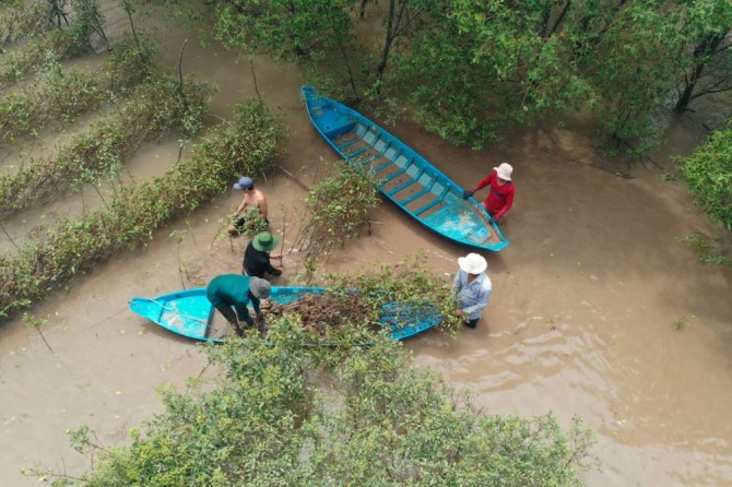 지난 19일 베트남 짜빈 성 인근의 ‘번 섬’ 일대에서 현지 주민들이 맹그로브 묘목 식수 활동을 하고 있다. 사진=SK이노베이션