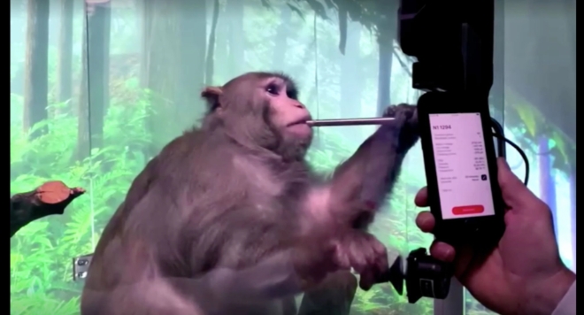 원숭이가 뇌의 양쪽에 칩을 삽입한 후 비디오 게임 '몽키 마인드 퐁'을 하는 영상 갈무리             사진=로이터
