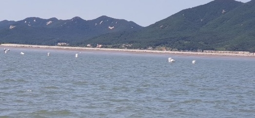 부표에 실명제를 표기 해야 하지만 '어구 실명제 법'을 어기며 어망 표시를 위해 바다에 던져져 있다.    (사진=제보자 제공)