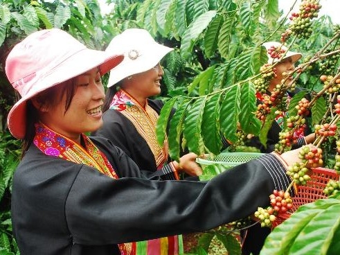 세계에서 두 번째 커피 수출국인 베트남이 신종 코로나바이러스 감염증(코로나19) 사태로 봉쇄되면서 전 세계 커피 공급에 차질이 빚어지고 있다. 사진=커뮤니카페(Comunicaffe)