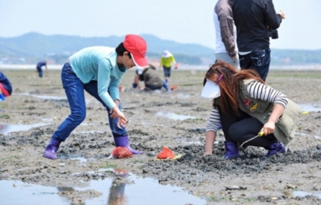 한국어촌어항공단의 어촌관광 활성화 사업의 하나로 서해안 갯벌체험 행사에서 관광객들이 조개를 캐고 있는 모습. 사진=한국어촌어항공단