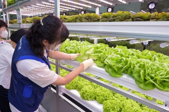 농협 하나로마트 창동점은 지난 여름 스마트팜을 선보였다. 사진=농협유통