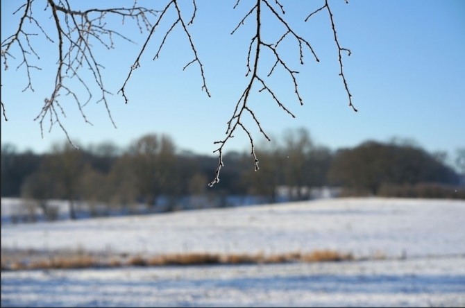 공원에 눈이 내리며 나무 가지에는 얼음이 얼렸다.사진=본사DB