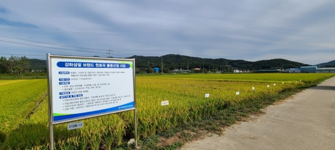 강화농업기술센터는 차별화된 강화섬쌀의 새로운 벼 품종을 개발하고 이름을 공모한다.  (사진=강화군 제공)