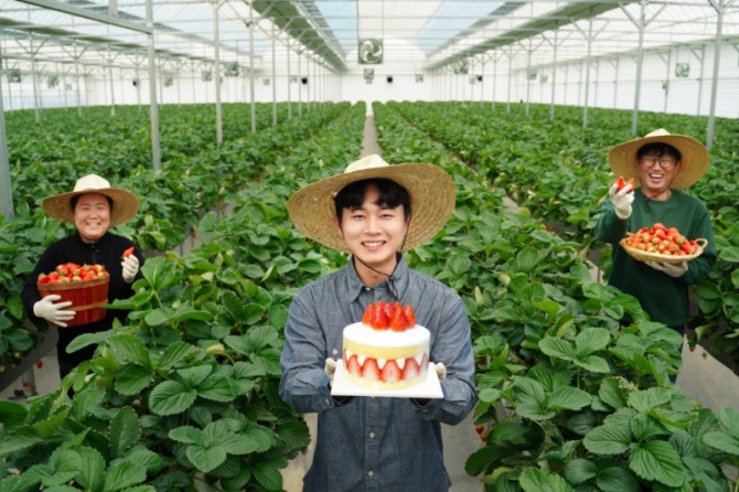 논산시 소재 딸기재배 농가에서 청년농부들이 딸기 품종 비타베리와 이를 활용한 파리바게뜨 케이크를 들고 있다. 사진=SPC그룹