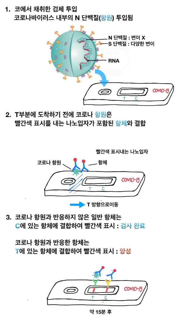 자가검사키트 원리 및 검사방법. 그래픽=김태형 기자
