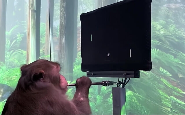 뉴럴링크는 지난해 10월 뇌에 컴퓨터 칩을 심은 원숭이가 별도의 조이스틱 조작 없이 머릿속 생각만으로 간단한 비디오 게임을 하는 실험 영상을 공개했다. 사진=유튜브