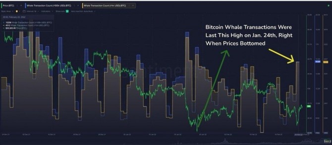 블록체인 분석업체 샌티멘트(Santiment)에 따르면 지난 1월 24일 이후 10만 달러와 100만 달러 이상의 거래 건수는 최고치를 기록했다. 지난 1월 24일 비트코인 가격이 바닥을 치자 비트코인 고래 거래량은 높아졌다. 출처=샌티멘트