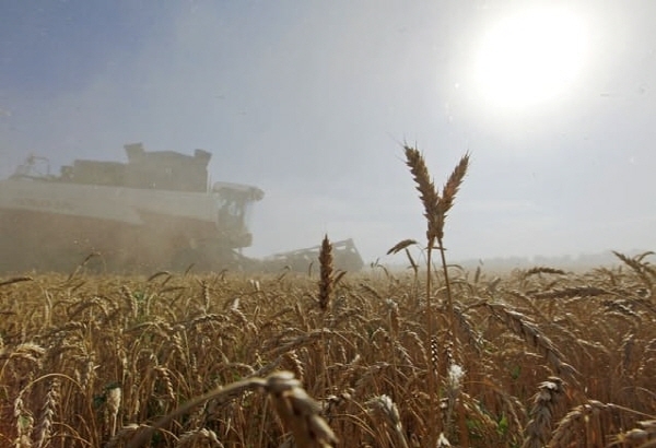 세계 최대 밀 수출국인 러시아의 밀 경작지 모습. 사진=로이터