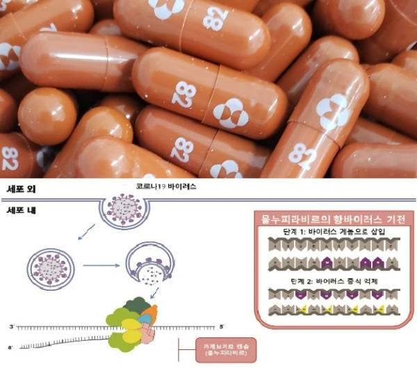 (상)MSD 경구용 코로나19 치료제 '몰누피라비르' 사진=MSD, (하)라게브리오 작용기전 모식도. 사진=식품의약품안전처