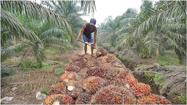 인도네시아 팜유를 생산하는 기름야자 농장 모습. 사진=로이터