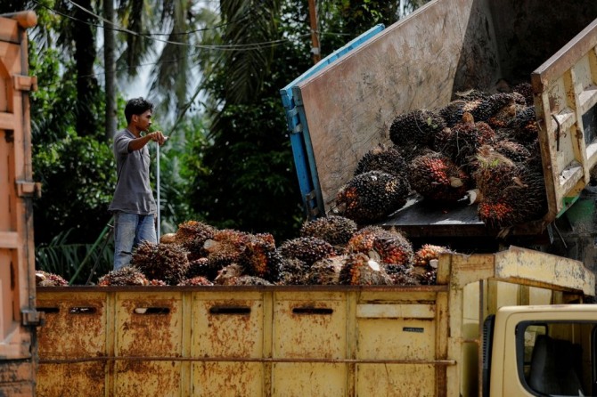 인도네시아에서 팜유 원료인 야자열매를 운송하는 노동자. 사진=로이터