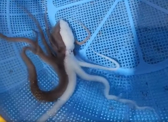 Rare albino octopus caught in Muan. Photo=Jeong Ki-moon SNS