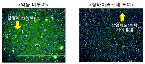 (좌) 약물 미 처리 시 바이러스에 감염된 녹색 형광세포 (우) 약물 처리 시 바이러스 감염된 녹색 형광세포 수 감소현상 확인. 사진=질병관리청