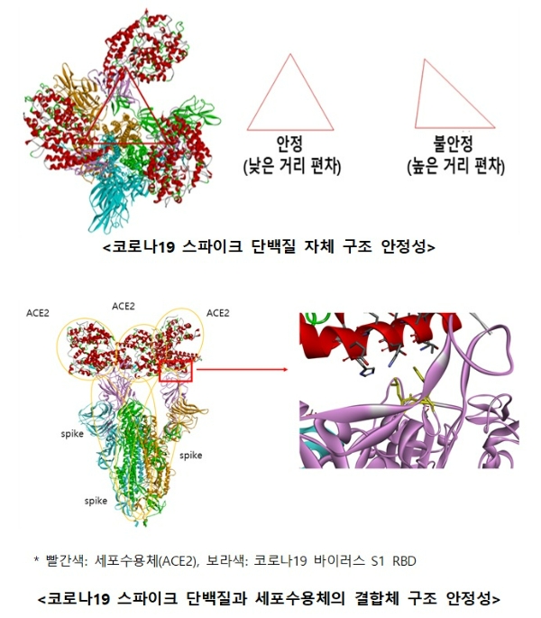 코로나19 바이러스(SARS-CoV-2)와 세포수용체 결합 구조. 사진=질병관리청