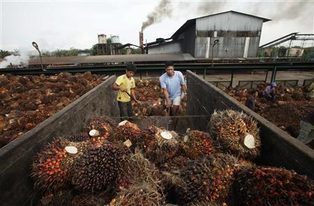 인도네시아 북부 수마트라에 있는 국영 야자 기름 처리 시설. 사진=로이터