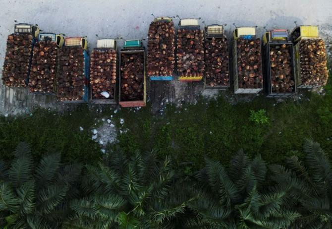 인도네시아 리아우 주 시악 리젠시에 있는 팜유 공장에 팜유 열매를 실은 트럭이 줄을 서 대기하고 있다. 사진=로이터