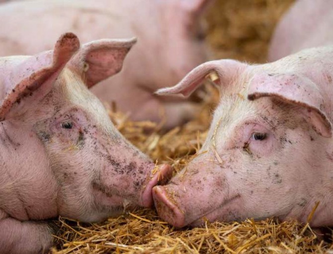 베트남이 아프리카 돼지열병에 대한 백신을 개발하는 데 성공했다.