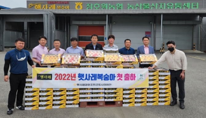 대한민국 브랜드 과일 이천 '햇사레 복숭아' 첫 출하 사진/장호원 농협