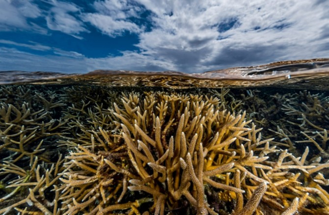 산호는 해양생태계의 기본을 이루는 생물이다. 