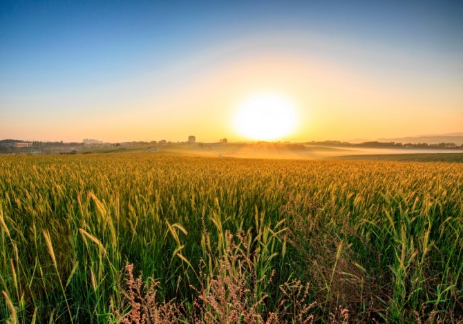 O Brasil está liderando a era da autossuficiência em trigo com recentes inovações agrícolas.  Fonte = Economia Global
