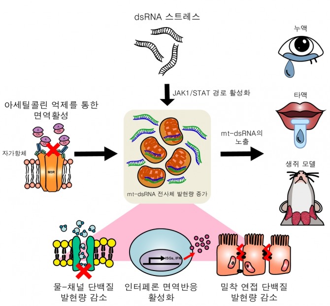 '쉐그렌 증후군' 발병 매커니즘 모식도. 사진=KAIST