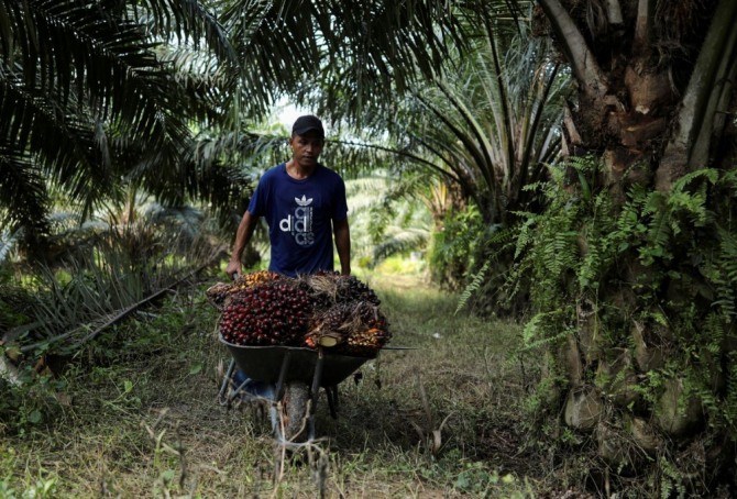 말레이지아 한 농장에서 수확한 팜오일 열매를 옮기는 인도네시아 이주노동자 모습. 사진=로이터