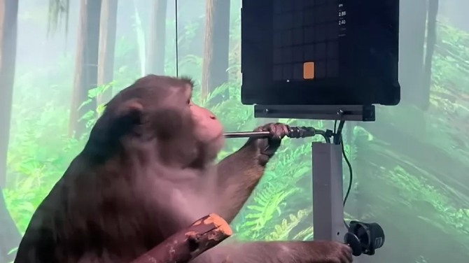 뉴럴링크가 컴퓨터칩을 이식한 원숭이가 조이스틱을 이용해 비디오게임을 하고 있다. 사진=뉴럴링크
