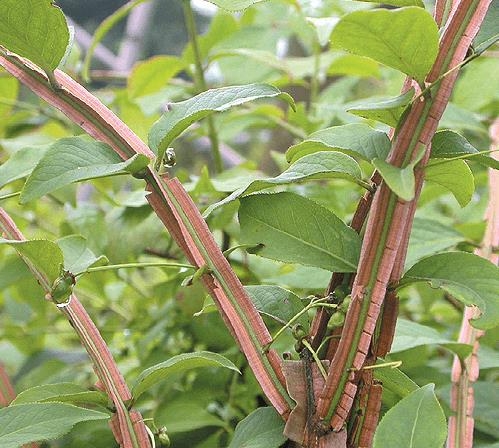 사진=동성제약.